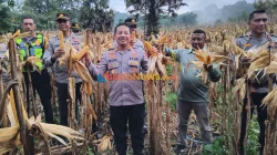 Kapolres Lembata Panen Perdana Jagung, Polri Dukung Swasembada Pangan
