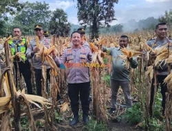 Kapolres Lembata Panen Perdana Jagung, Polri Dukung Swasembada Pangan