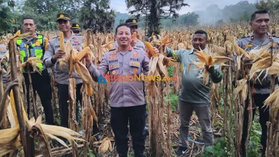 Kapolres Lembata Panen Perdana Jagung, Polri Dukung Swasembada Pangan