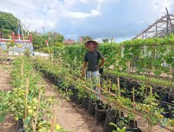 SMKN 1 Lewoleba Sulap Lahan Karang Jadi Produktif, Kacabdin Pendidikan Wilayah IV NTT Kagum