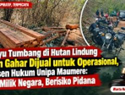 Kayu Tumbang di Hutan Lindung Egon Gahar Dijual untuk Operasional, Dosen Hukum Unipa Maumere: Itu Milik Negara, Berisiko Pidana